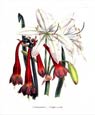 Jane W. Loudon - Crinum Arenarium