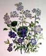 Jane W. Loudon - Eutoca and Nemophila
