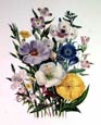 Jane W. Loudon - Godetias