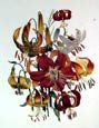 Jane W. Loudon - Lilies