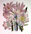 Jane W. Loudon - Lilies Belladonna
