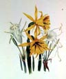 Jane W. Loudon - Lilies Spider