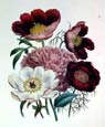 Jane W. Loudon - Peony