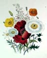 Jane W. Loudon - Poppies