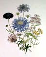 Jane W. Loudon - Scabious and Valerian