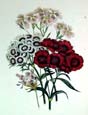 Jane W. Loudon - Sweet William