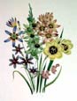 Jane W. Loudon - Wand Flowers