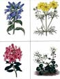 B. Maund - Plate No. 705