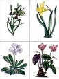 B. Maund - Plate No. 61