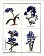 B. Maund - Botanicals (Blue)
