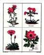 B. Maund - Botanicals (Pink)