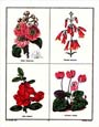 B. Maund - Botanicals (Pink and Red