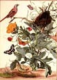 Maria Sibylla Merian - Bird and Nest