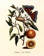 Maria Sibylla Merian - Citrus Cum Eruca