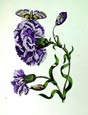 Maria Sibylla Merian - Garden Treasures X