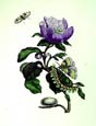 Maria Sibylla Merian - Garden Treasures VII