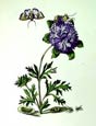 Maria Sibylla Merian - Garden Treasures IX