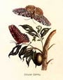 Maria Sibylla Merian - Gummi Gutta