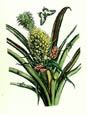 Maria Sibylla Merian - Nature's Bounty II