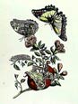 Maria Sibylla Merian - Nature's Bounty III