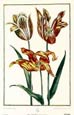 Maria Sibylla Merian - Tulips