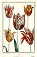 Maria Sibylla Merian - Tulips