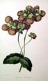 Joseph Paxton - Mr. Standish's Slipper -Calceolaria Stan
