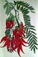 Joseph Paxton - Parrot's Bill Clianthus Puniceus