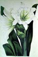 Joseph Paxton - Cut Flowered Daffodil -Pancralium Calath