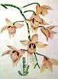 Joseph Paxton - Musk-Scented Dendrobiu Dendrobium Mos