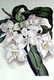 Joseph Paxton - Two Horned Epidendrum-Epidendrum Bicornu