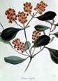Joseph Paxton - Daursia Latifolia