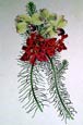 Joseph Paxton - Red Leschenaultia Leschenaultia Splend
