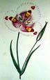 Joseph Paxton - White Mariposa Lily Calochortus Vernus