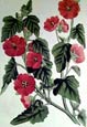 Joseph Paxton - Mr. Munro's Mallow