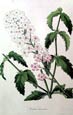 Joseph Paxton - Verbena