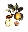 Pierre-Antoine Poiteau - Apple