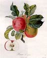 Pierre-Antoine Poiteau - Apples and Pears 4 of 4