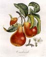 Pierre-Antoine Poiteau - Apples and Pears 2 of 4