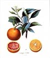 Pierre-Antoine Poiteau - Orange