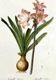 Pierre Joseph Redoute - Amaryllis Belladonna