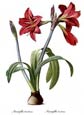 Pierre Joseph Redoute - Amaryllis Brasiliensis