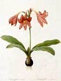 Pierre Joseph Redoute - Amaryllis Reticulata