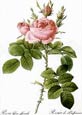 Pierre Joseph Redoute - Bifera Officinalis