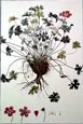 Pierre Joseph Redoute - Geranium Varium