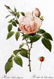 Pierre Joseph Redoute - Indica Fragrans