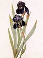 Pierre Joseph Redoute - Iris Germanica