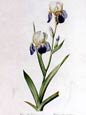 Pierre Joseph Redoute - Iris Sambucina