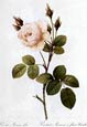 Pierre Joseph Redoute - Muscosa Alba