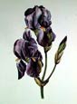 Pierre Joseph Redoute - Pale Iris